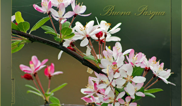 buona pasqua