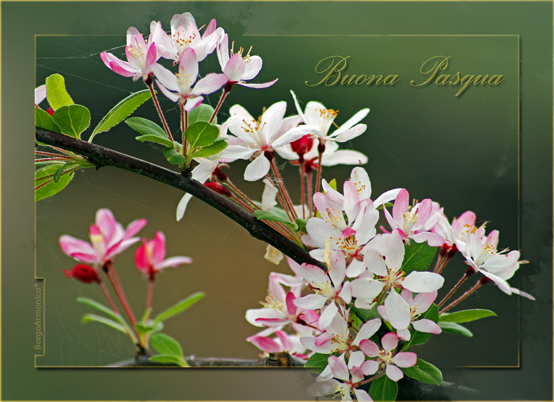 buona pasqua
